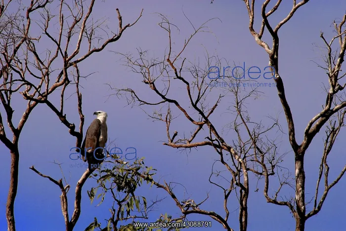 : White-bellied Sea-eagle : White-bellied Sea-eagle