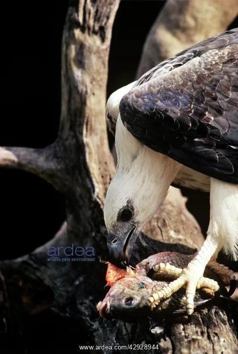  : White-bellied Sea-eagle - feeding on fish