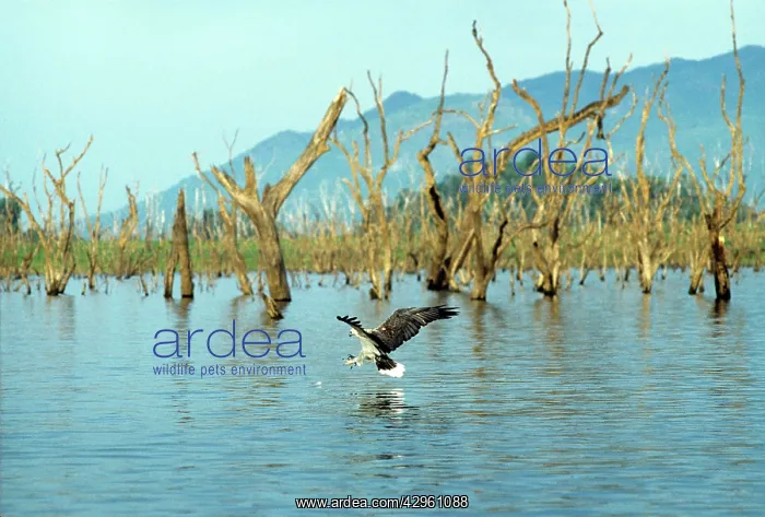 : White-Bellied Sea-Eagle - fishing : White-Bellied Sea-Eagle - fishing