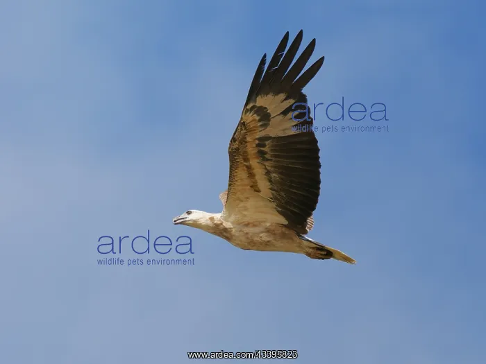  : White Bellied Sea Eagle in flight Haliaeetus leu