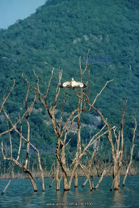 : White-Bellied Sea Eagle - immature bird drying wings : White-Bellied Sea Eagle - immature bird drying wings