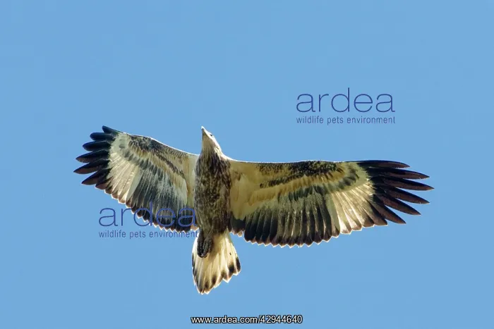 : White-bellied Sea-Eagle - Juvenile bird in flight : White-bellied Sea-Eagle - Juvenile bird in flight