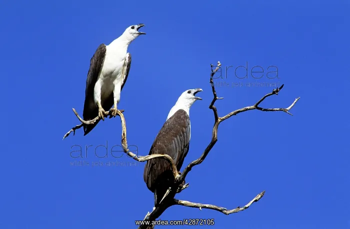 : White-bellied Sea-eagle - pair greeting : White-bellied Sea-eagle - pair greeting
