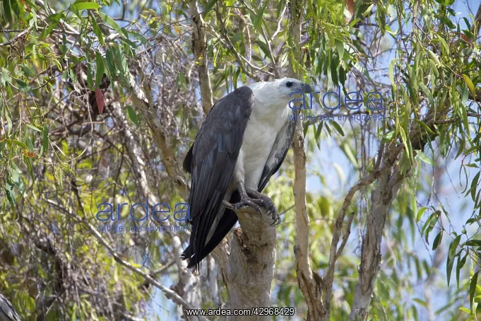 : White-bellied Sea-Eagle - perched in a eucalypt : White-bellied Sea-Eagle - perched in a eucalypt