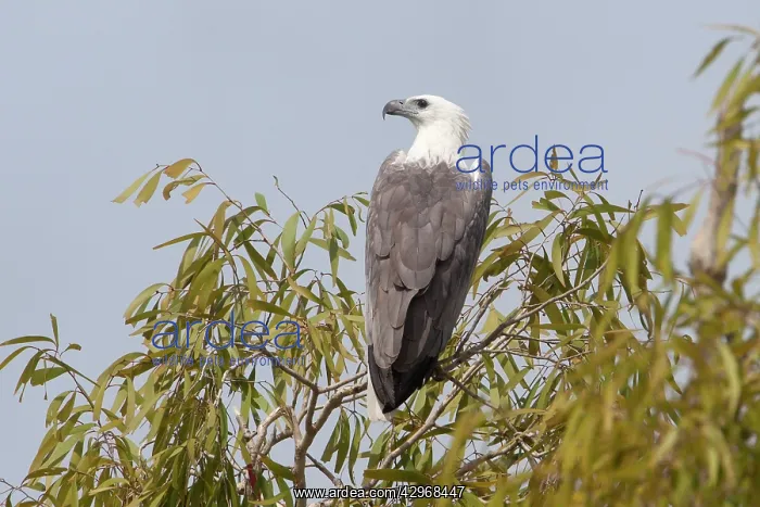 : White-bellied Sea-Eagle - perched on a eucalypt : White-bellied Sea-Eagle - perched on a eucalypt
