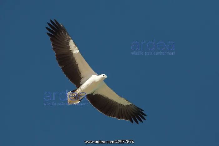 : White-bellied Sea-Eagle - Soaring along Roebuck Bay : White-bellied Sea-Eagle - Soaring along Roebuck Bay