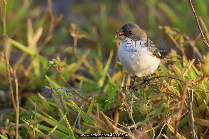 : White-bellied Seedeater : White-bellied Seedeater
