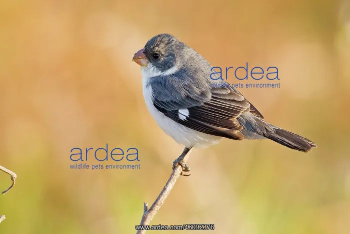 : White-bellied Seedeater : White-bellied Seedeater