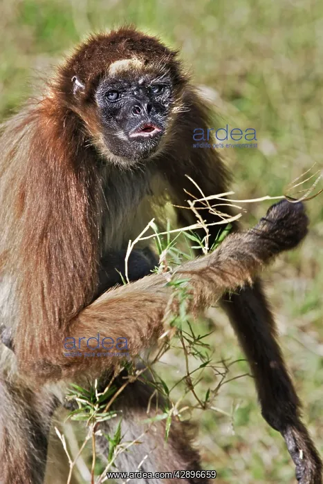 : White-bellied Spider Monkey : White-bellied Spider Monkey