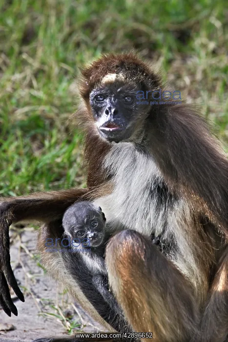 : White-bellied Spider Monkey - with baby : White-bellied Spider Monkey - with baby