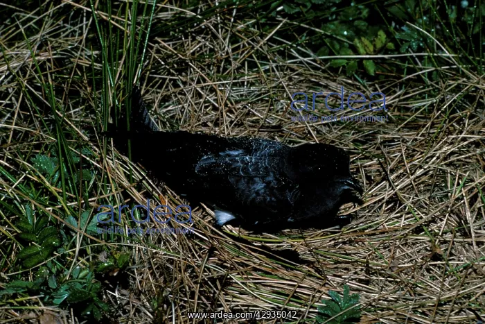 : White bellied storm Petrel on nest : White bellied storm Petrel on nest