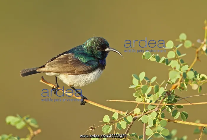 : White-bellied Sunbird (Cinnyris talatala), adult : White-bellied Sunbird (Cinnyris talatala), adult