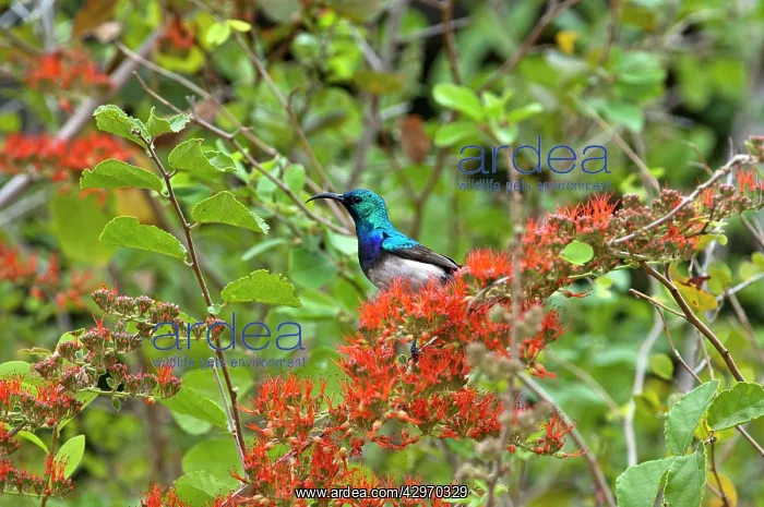 : White-bellied Sunbird - in flowering shrub : White-bellied Sunbird - in flowering shrub