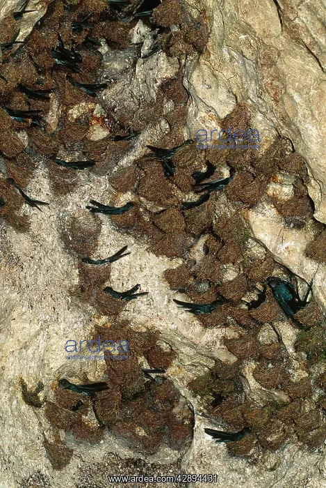 : White-bellied Swiftlet : White-bellied Swiftlet