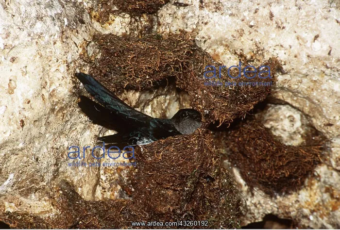 : WHITE-BELLIED SWIFTLET - on nest in rock : WHITE-BELLIED SWIFTLET - on nest in rock