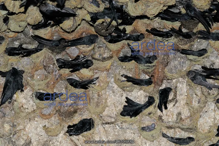 : White-Bellied Swiftlets : White-Bellied Swiftlets