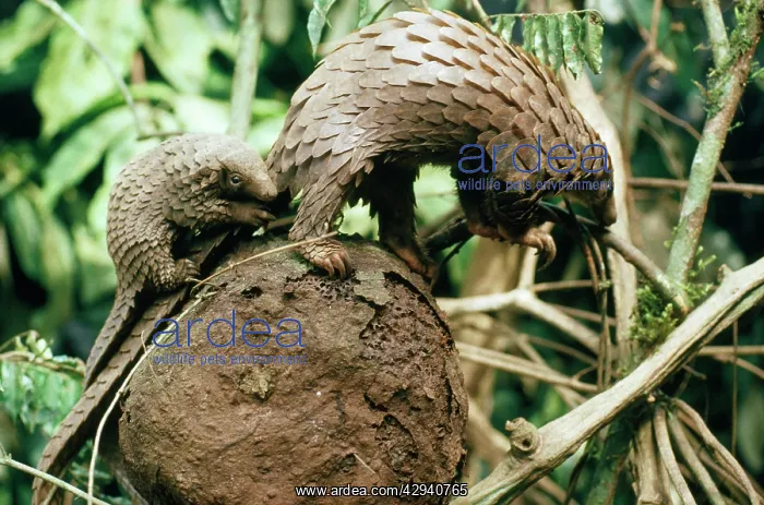 : White-bellied / three-cusped Pangolin - with baby : White-bellied / three-cusped Pangolin - with baby