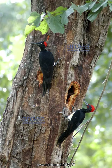 : White bellied Woodpecker - pair excavating nesting : White bellied Woodpecker - pair excavating nesting