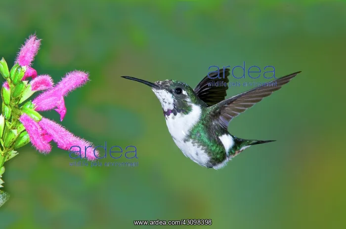 : White-bellied Woodstar : White-bellied Woodstar