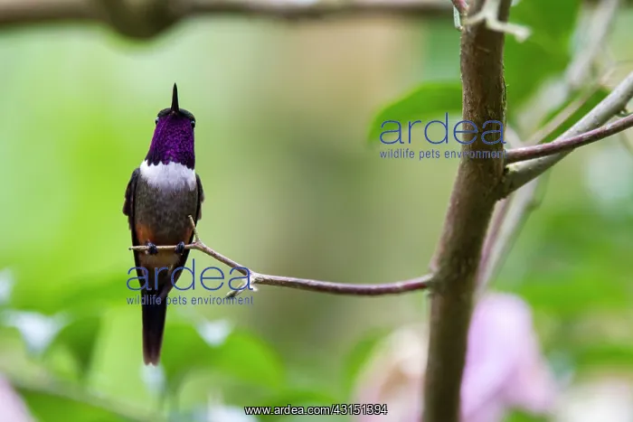 : White-bellied woodstar (Chaetocercus mulsant) male : White-bellied woodstar (Chaetocercus mulsant) male
