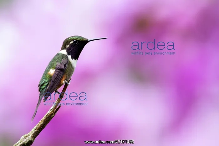 : White-bellied woodstar (Chaetocercus mulsant) male : White-bellied woodstar (Chaetocercus mulsant) male