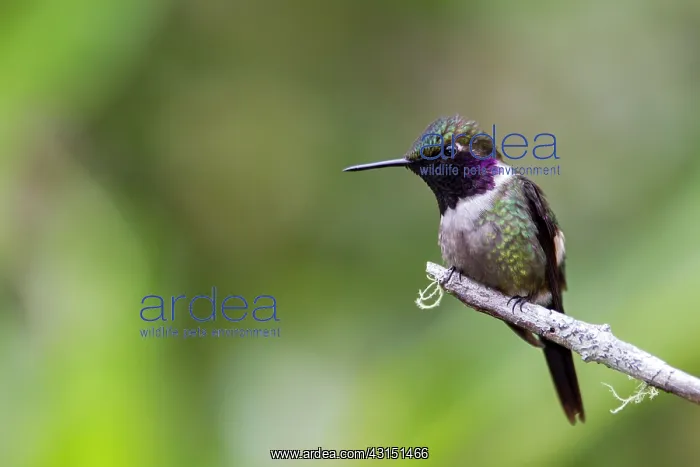 : White-bellied woodstar (Chaetocercus mulsant) male : White-bellied woodstar (Chaetocercus mulsant) male