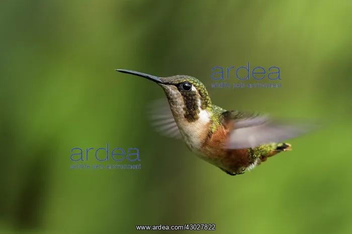 : White-bellied Woodstar, female, flying, Chicaque : White-bellied Woodstar, female, flying, Chicaque