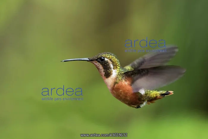 : White-bellied Woodstar, female, flying, Chicaque : White-bellied Woodstar, female, flying, Chicaque