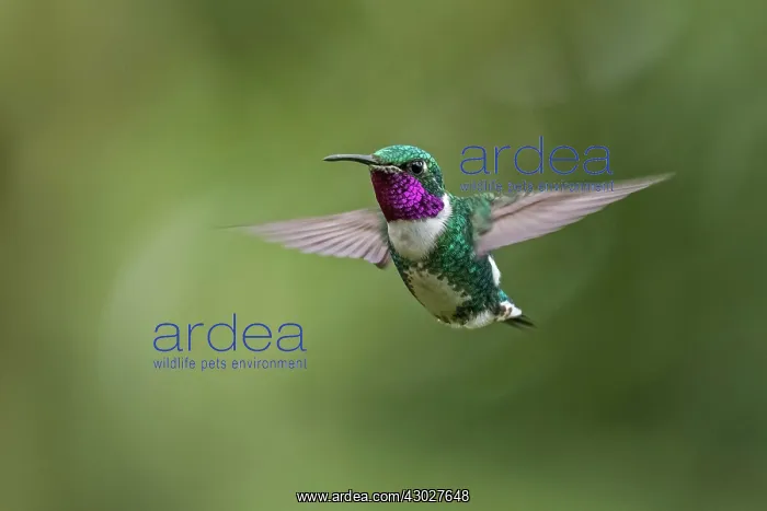 : White-bellied Woodstar, male, flying, Chicaque Natural : White-bellied Woodstar, male, flying, Chicaque Natural