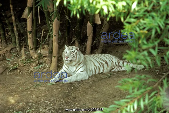 : White Bengal / Indian TIGER : White Bengal / Indian TIGER