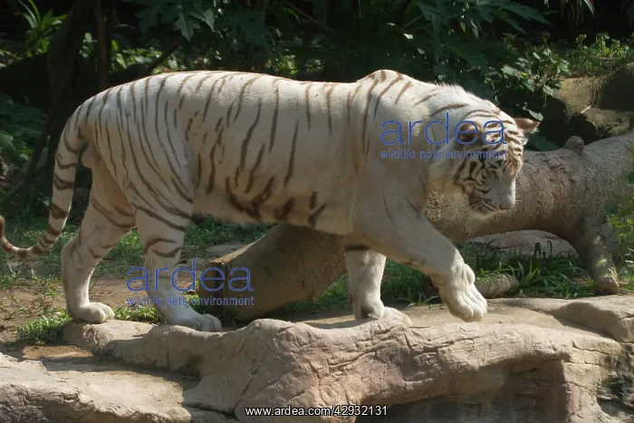 : White Bengal / Indian TIGER : White Bengal / Indian TIGER