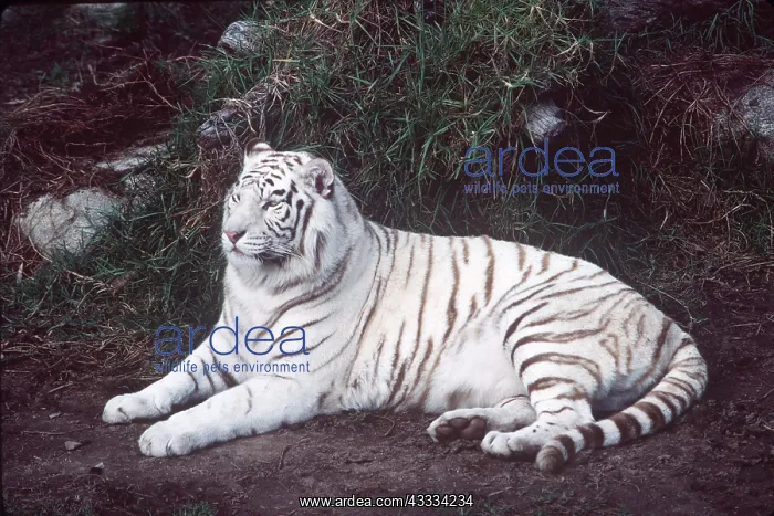 : White Bengal / Indian TIGER : White Bengal / Indian TIGER