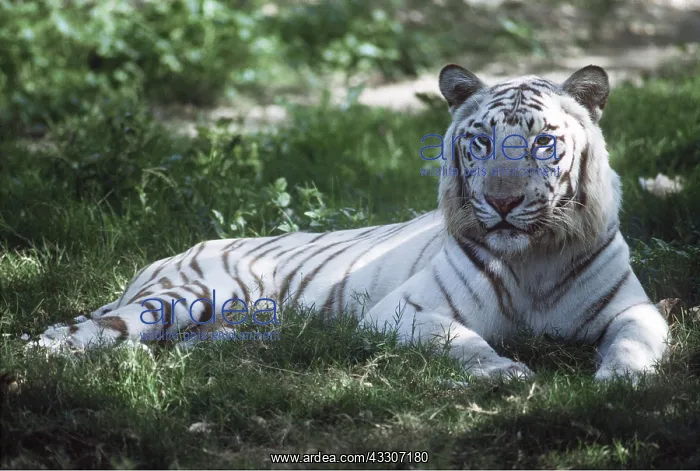  : White Bengal  /  Indian TIGER - lying