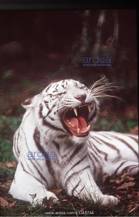 : White bengal / Indian TIGER - yawning : White bengal / Indian TIGER - yawning