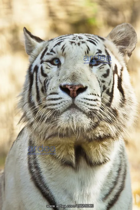: White Bengal tiger (Panthera tigris tigris) : White Bengal tiger (Panthera tigris tigris)
