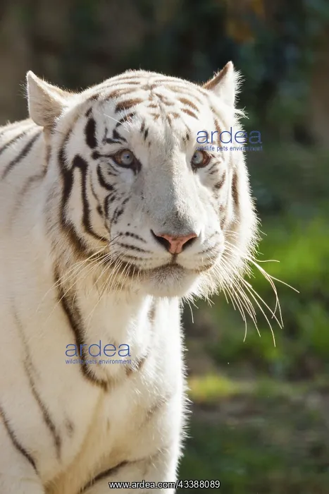 : White Bengal tiger (Panthera tigris tigris) : White Bengal tiger (Panthera tigris tigris)