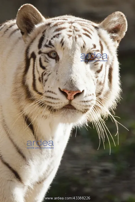 : White Bengal tiger (Panthera tigris tigris) : White Bengal tiger (Panthera tigris tigris)