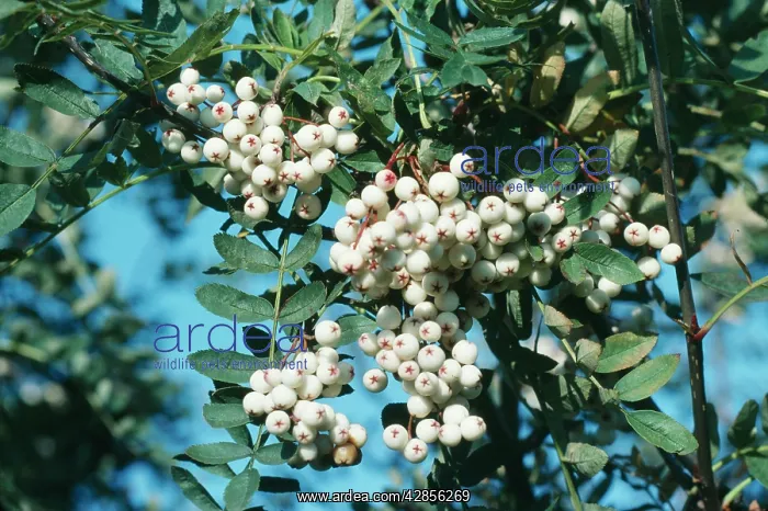 : White-berried Rowan : White-berried Rowan