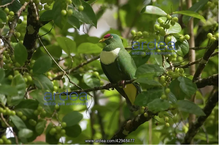 : White-bibbed Fruitdove : White-bibbed Fruitdove