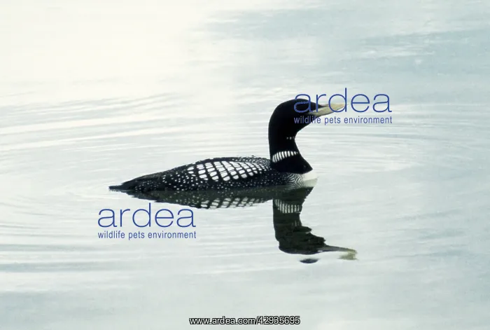 : White-billed Diver : White-billed Diver