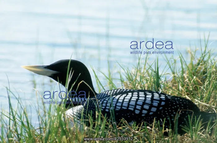 : WHITE-BILLED DIVER ON NEST : WHITE-BILLED DIVER ON NEST