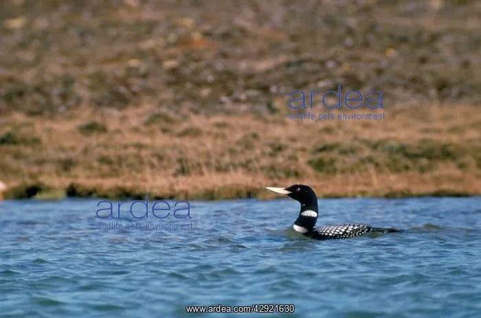 : White-billed Diver / Yellow-billed Loon : White-billed Diver / Yellow-billed Loon