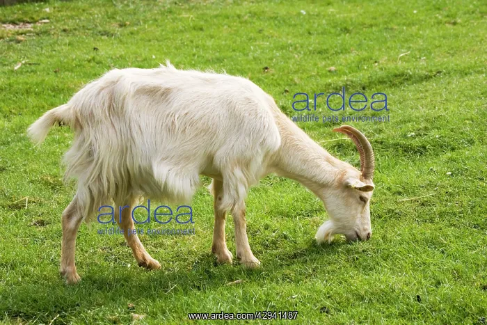 : White Billy goat grazing Rare Breed Trust : White Billy goat grazing Rare Breed Trust