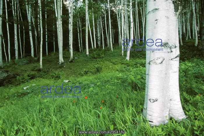 : White Birch forest : White Birch forest