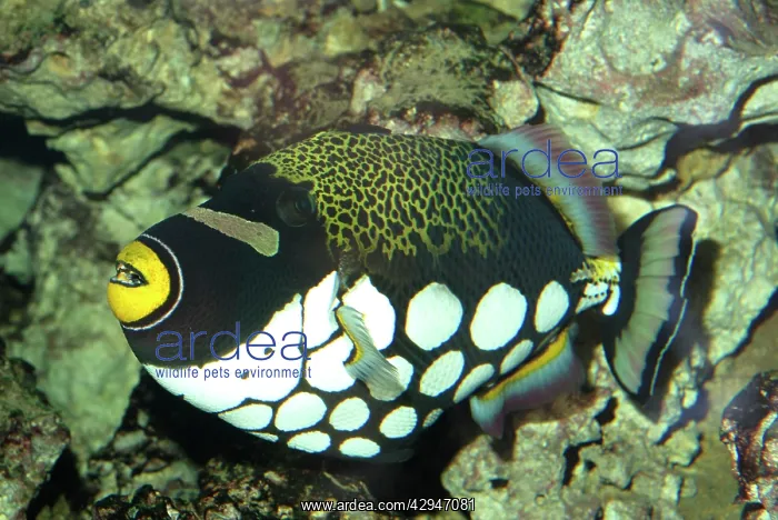 : White-blotched Triggerfish - widespread among shallow : White-blotched Triggerfish - widespread among shallow
