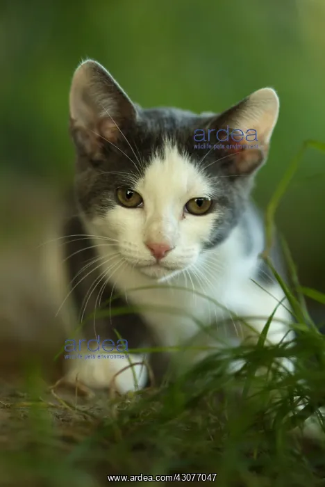  : White and blue cat layed down in grass