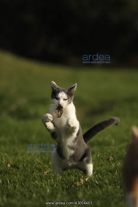 : White and blue male European cat playing with a mouse France : White and blue male European cat playing with a mouse France