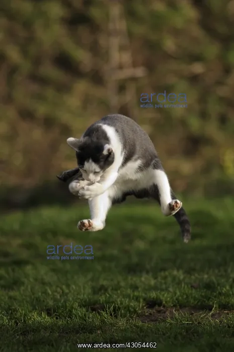 : White and blue male European cat playing with a mouse France : White and blue male European cat playing with a mouse France