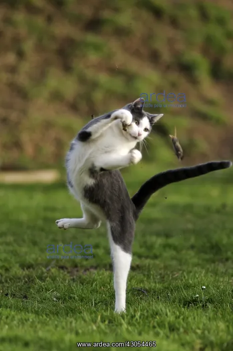 : White and blue male European cat playing with a mouse France : White and blue male European cat playing with a mouse France