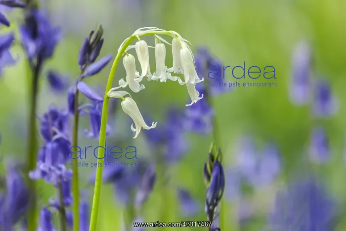 : white Bluebell - a single white bluebell blooming : white Bluebell - a single white bluebell blooming